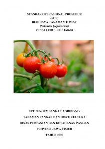 STANDAR OPERASIONAL PROSEDUR (SOP) BUDIDAYA TANAMAN TOMAT (Solanum lycpersicum)